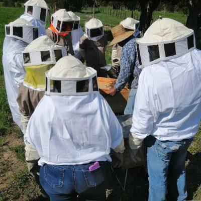 En grupos reducidos, revisamos la actividad de las abejas en vivo.
