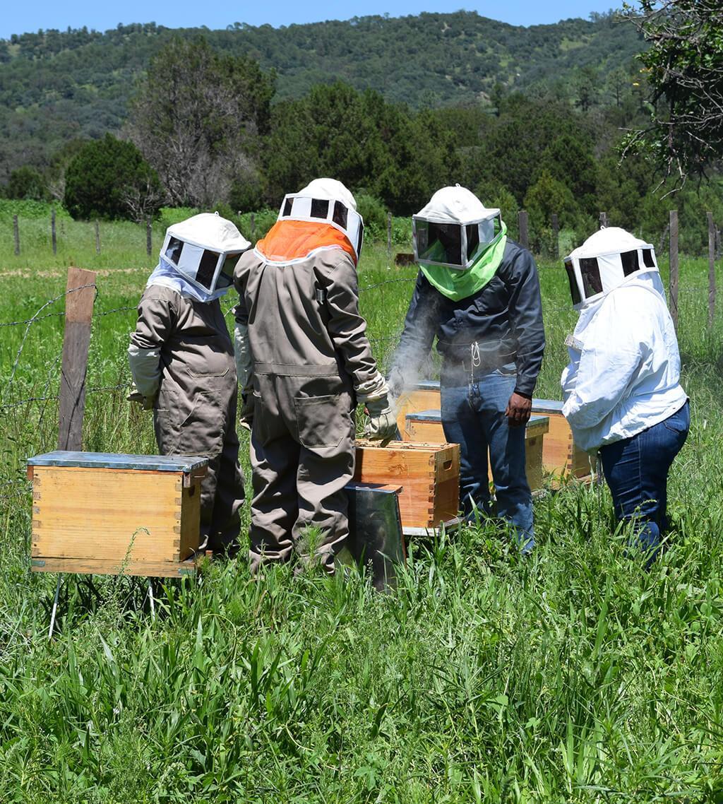 Taller de Formación Básica en la Apicultura