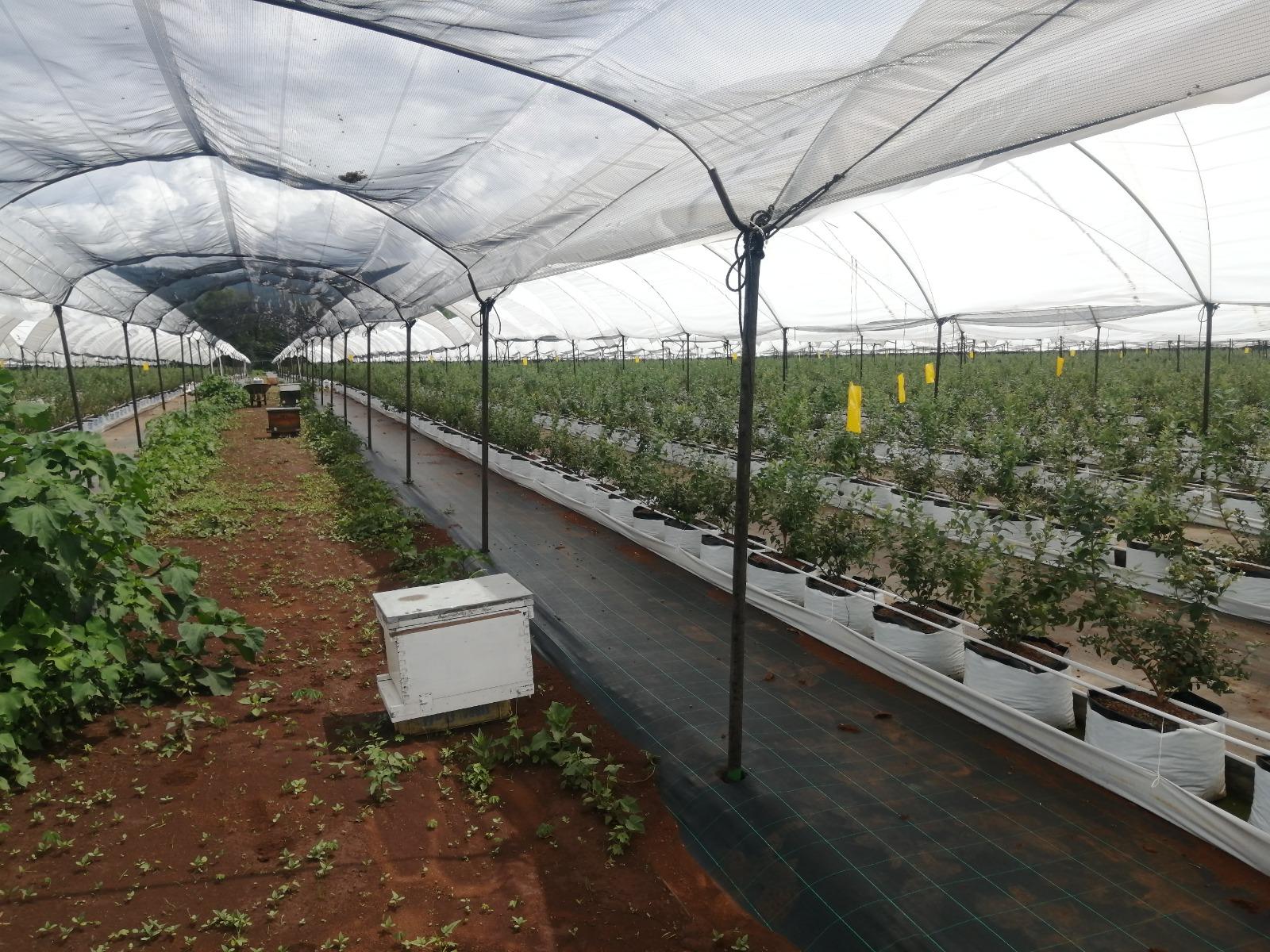 Polinización de cultivos hortofrutícolas. - Imagen 2