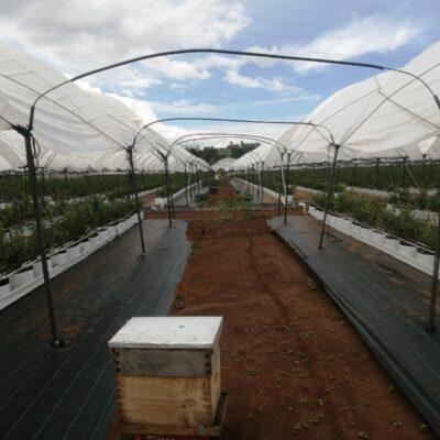 Polinización de cultivos hortofrutícolas.